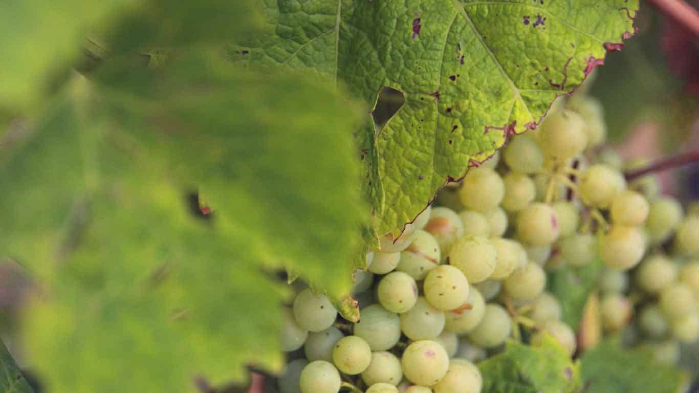 Image of grapes among leaves on a vine.