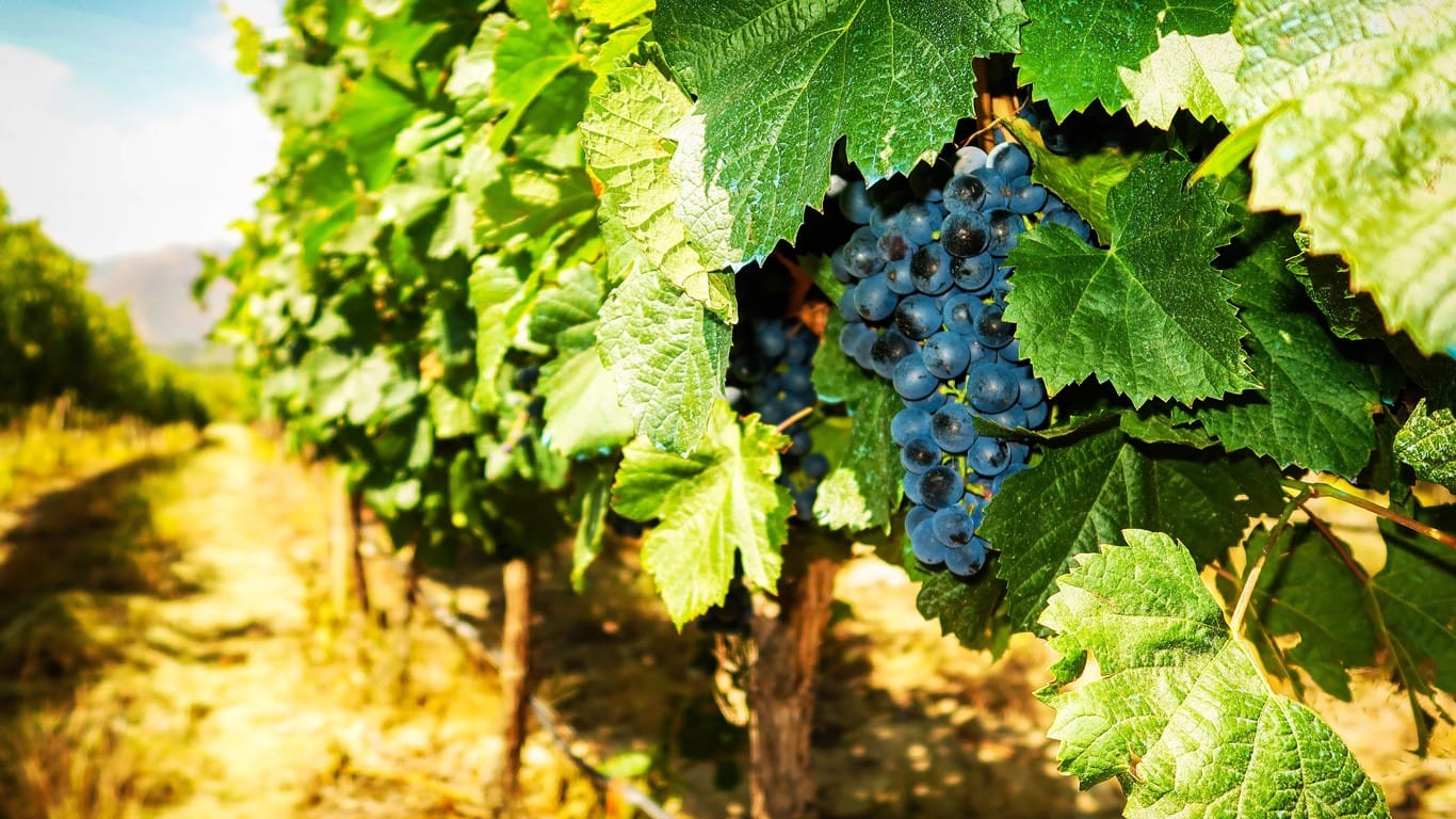 Ripe, deep blue grapes hanging from lush green vines in a vineyard in Mendoza, captured in January with a sunlit path leading through the rows, embodying the peak of the harvest season.